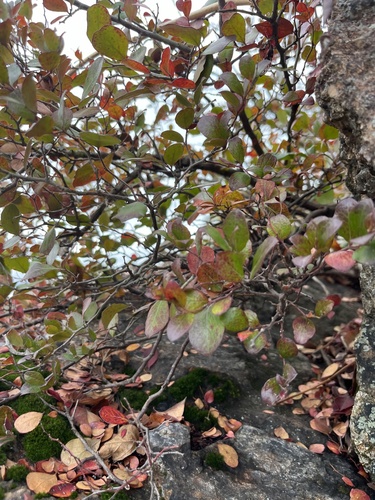 farkleberry (Vaccinium arboreum)