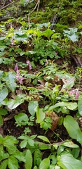 Corydalis caucasica