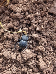 Microschatia inaequalis