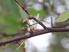 Eucalyptus