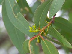 Eucalyptus