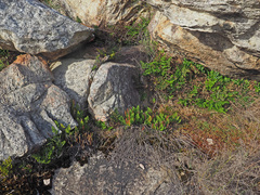 Pellaea pteroides