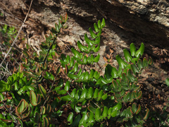 Pellaea pteroides