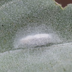 Bucculatrix enceliae