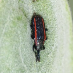 Microrhopala rubrolineata