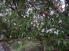 Eucalyptus