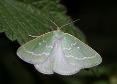 Thetidia smaragdaria