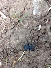 Microschatia inaequalis