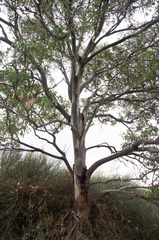 Eucalyptus