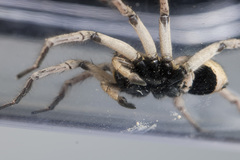 Alopecosa marikovskyi