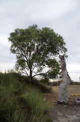 Eucalyptus
