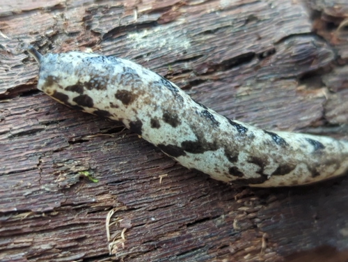 Blotchy Mantleslug