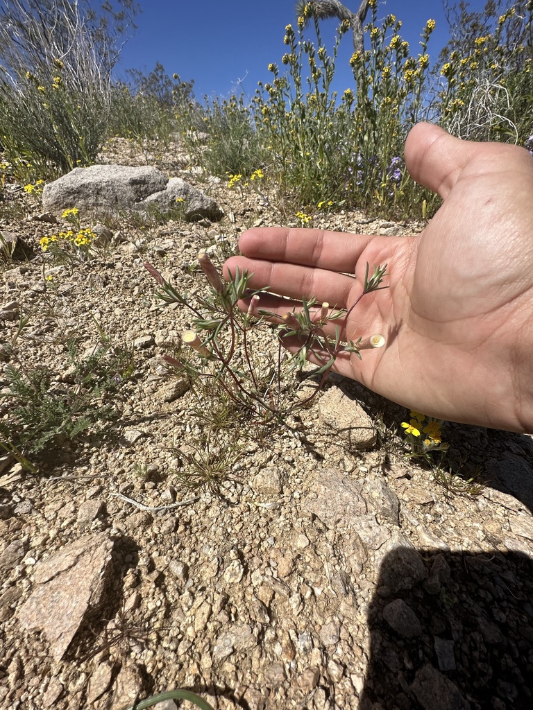 evening snow from Barstow, CA, US on April 11, 2023 at 1138 AM by Matt