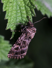 Sideridis reticulata