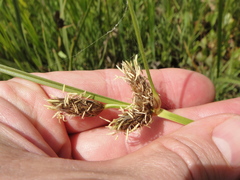Bolboschoenus maritimus paludosus
