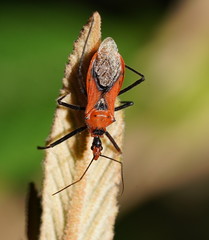 Gminatus australis