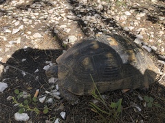Testudo marginata