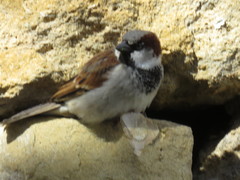 Passer domesticus