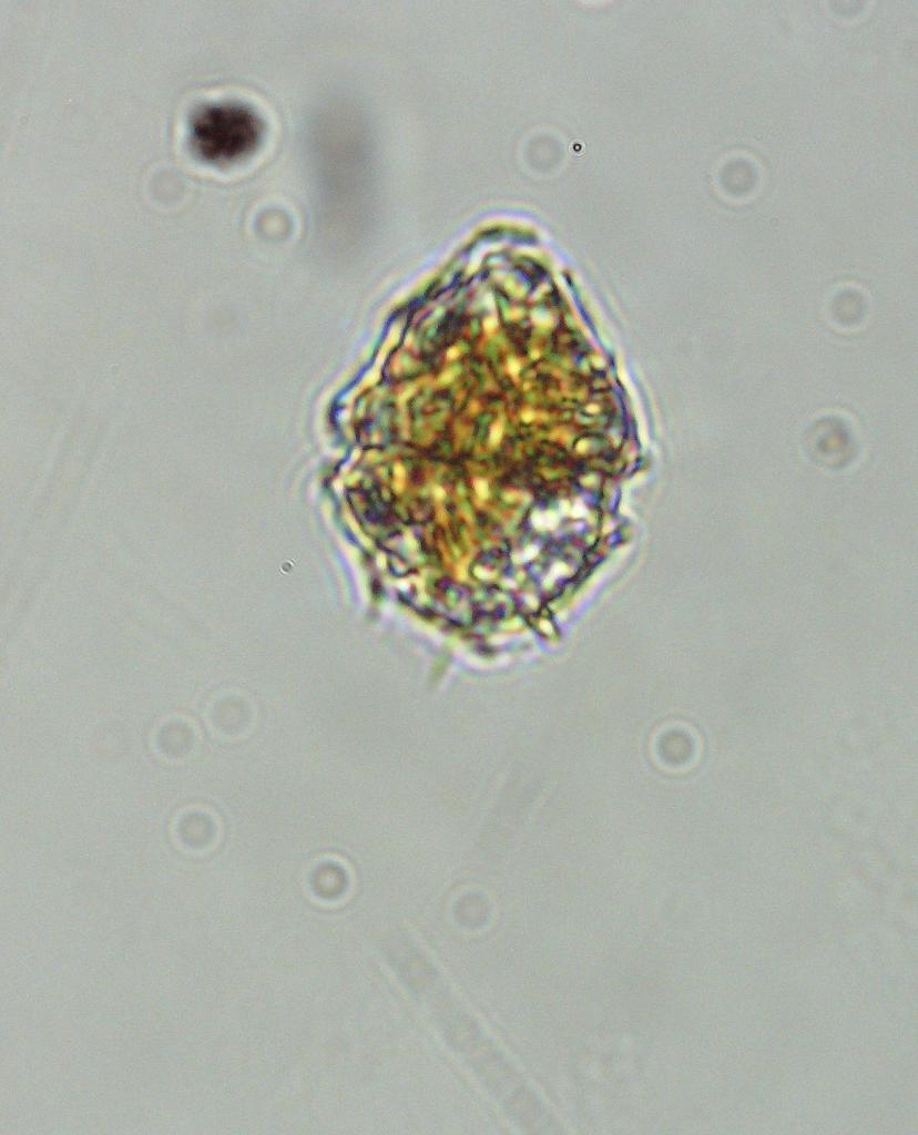 Gonyaulax apiculata