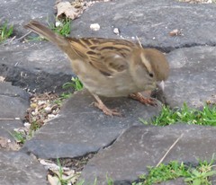 Passer domesticus