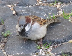 Passer domesticus