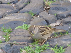 Passer domesticus