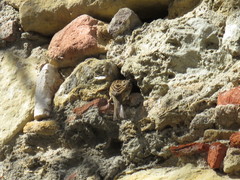 Passer domesticus