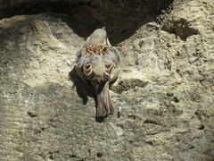 Passer domesticus