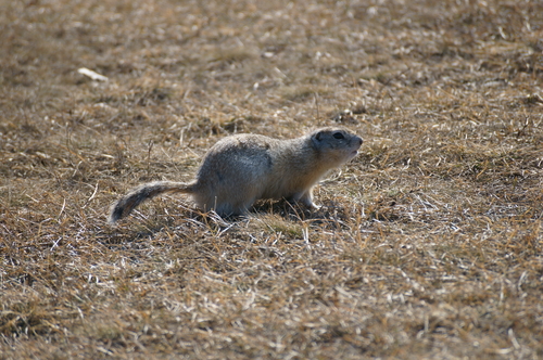 Long-tailed Ground Squirrel