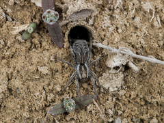Alopecosa marikovskyi