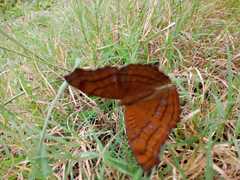Pseudergolis wedah