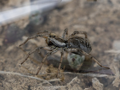 Alopecosa marikovskyi