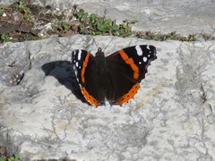 Vanessa atalanta