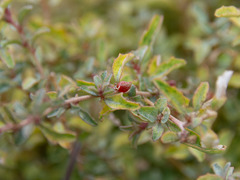 Atriplex semibaccata