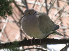 Streptopelia decaocto