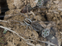 Alopecosa marikovskyi