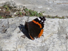 Vanessa atalanta