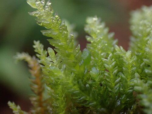 Image of Thamnobryum neckeroides by no rights reserved