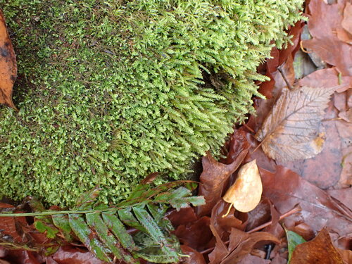 Image of Thamnobryum neckeroides by no rights reserved