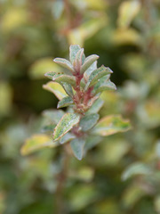 Atriplex semibaccata