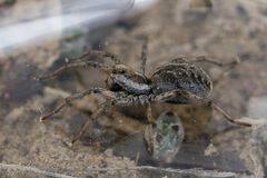 Alopecosa marikovskyi