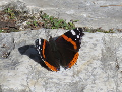 Vanessa atalanta