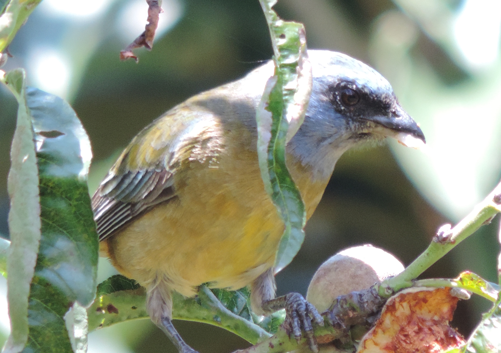 Rauenia bonariensis image