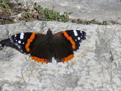 Vanessa atalanta