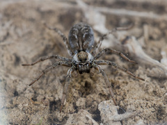 Alopecosa marikovskyi