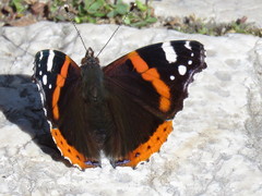 Vanessa atalanta
