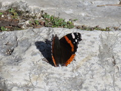 Vanessa atalanta