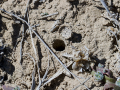 Alopecosa marikovskyi