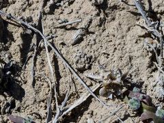 Alopecosa marikovskyi