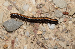 Isocladosoma maculatum